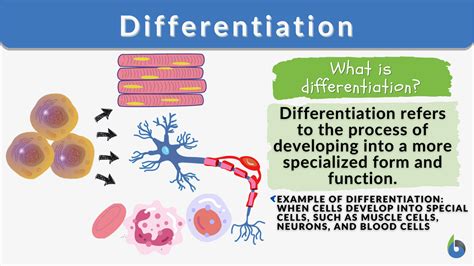 Differentiated instruction is a teaching approach that tailors instruction to students’ different learning needs. It lets students show what they know in different ways. It doesn’t replace the goals in a child’s IEP or 504 plan. Differentiated instruction is a teaching approach that tailors instruction to all students’ learning needs. 